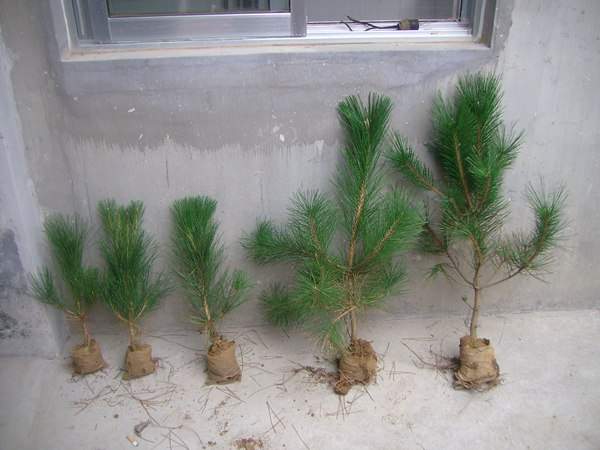 黑松種子什么時候種好，怎么種發(fā)芽率高？