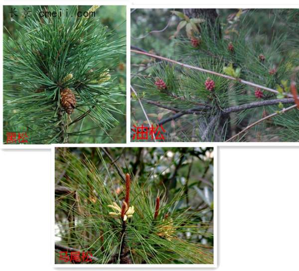針葉區(qū)分 針葉區(qū)分