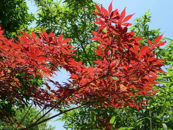 紅楓作衫，白楊為裙，美的傾國(guó)傾城！