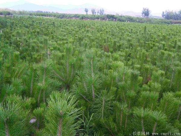 優(yōu)質(zhì)黑松樹 優(yōu)質(zhì)黑松樹