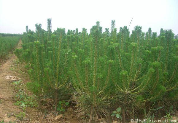 沭陽(yáng)黑松苗 沭陽(yáng)黑松苗