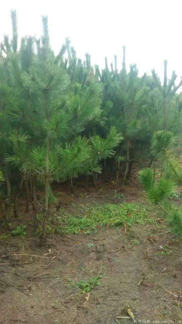 沭陽(yáng)黑松苗 沭陽(yáng)黑松苗