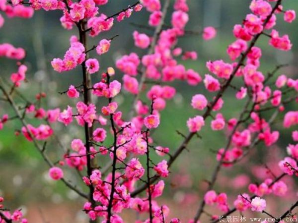 紅梅苗木-沭陽(yáng)長(zhǎng)景園林 紅梅苗木-沭陽(yáng)長(zhǎng)景園林