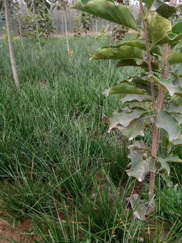 白玉蘭圖片白玉蘭基地實(shí)拍 白玉蘭圖片白玉蘭基地實(shí)拍