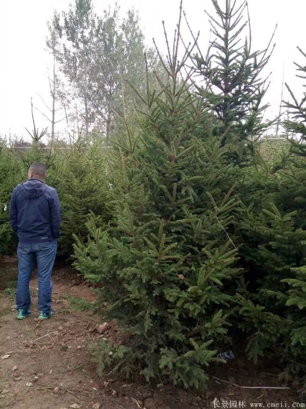 云杉圖片基地實拍 云杉圖片基地實拍