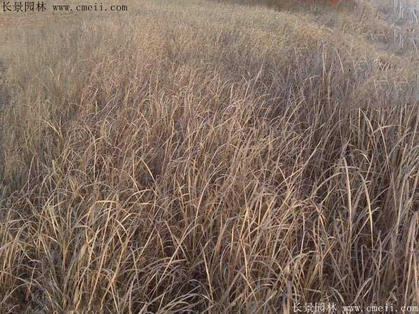 披堿草種子圖片發(fā)芽出苗 披堿草種子圖片發(fā)芽出苗