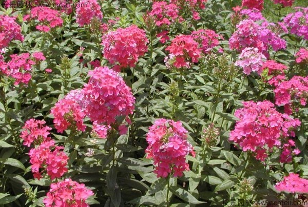 五色梅種子發(fā)芽出苗開花圖片